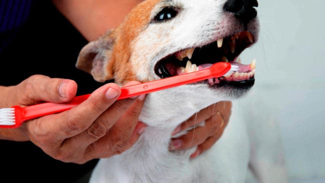 Endast fyra procent av hundägarna borstar tänderna på sina hundar, enligt en SLU-undersökning. Tuggben räcker inte och tandproblem är de vanligaste besvären hos hundar.
