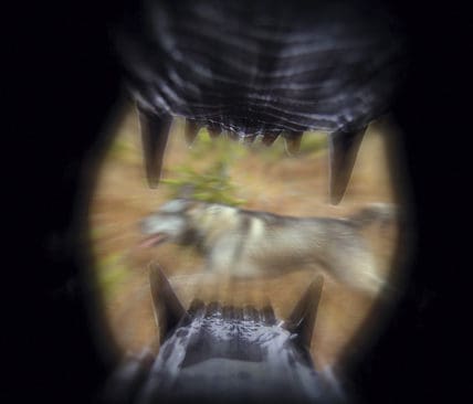 Under h&ouml;sten har antalet rovdjursrivna hundar &ouml;kat drastiskt.