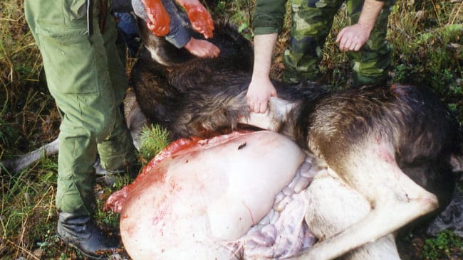 Jägare som tar ur älgar, och hanterar fällt vilt på andra sätt, bör använda plasthandskar. Annars finns stor risk att det blir för höga halter av stafylokocker, som kan ge matförgiftning.