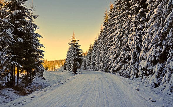 Vargparet som skyddsjagas i J&auml;mtland har klarat sig undan i tv&aring; dagar. De l&auml;mnar inte det cirka 20 hektar stora omr&aring;det med t&auml;t granskog.