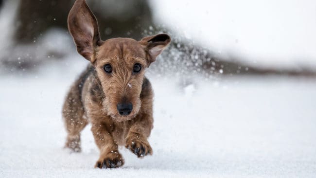 Den strävhåriga taxen jagade rådjur när den blev angripen av en varg. (arkivbild)