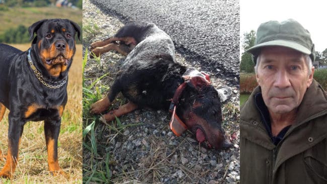 Jan Malmberg kunde inte rädda sin hund. Den blev ihjälbiten av lösspringande hundar mitt under hjortdrevet.