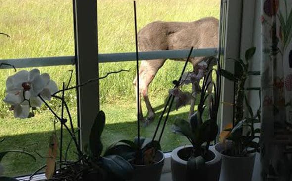 &Auml;lgen i v&auml;rml&auml;ndska Butorp forts&auml;tter s&ouml;ka skydd i tr&auml;dg&aring;rden hos en familj. Den h&auml;r bilden togs p&aring; onsdagskv&auml;llen och visar att &auml;lgen inte st&ouml;djer p&aring; h&ouml;ger bakben.