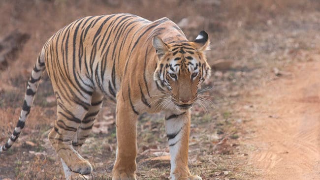En organisation vill att jakt på tiger i Afrika ska stoppas.