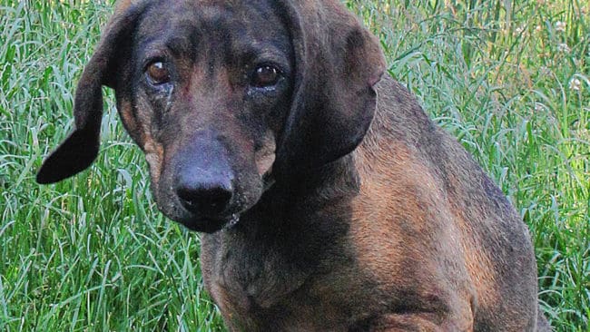 Bracktiken vägrade lämna sin döde husse som hittades i jaktmarken först efter fyra dygn utanför Weiz i Österrike. Nu väntar tiken i ett hundstall på att få en ny ägare.