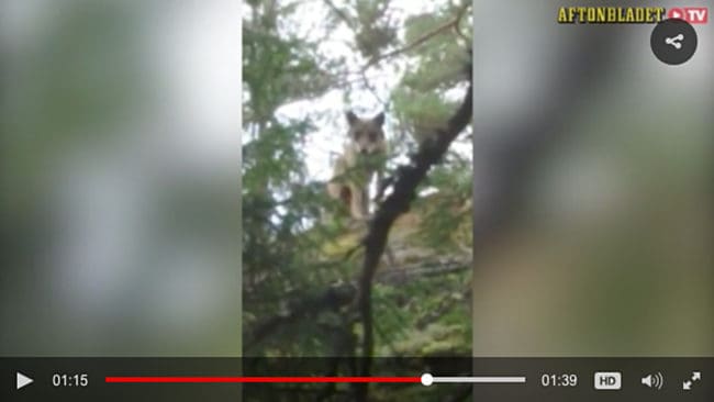 Film hos Aftonbladet på Södertörnstiken när den smyger på svampplockare som har en hund med sig. I morse förföljde tiken en jägare med hund, som sökte skydd på sin systers altan i Österhaninge.