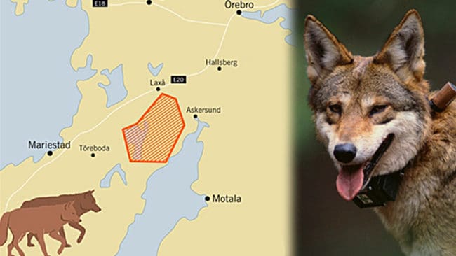 ”Vi känner oss lurade.” Jägare som berörs av Tivedenreviret är upprörda över uppgifterna att det troligen var ett närbesläktat vargpar som sattes ut i området och fick flera valpkullar tillsammans.