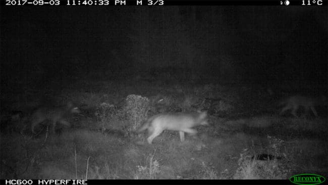 Det har fötts valpar i Tivedenreviret i år, och de betraktas som genetiskt viktiga eftersom vargtiken har finsk-ryskt ursprung.