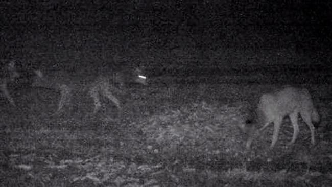 Bild från en åtelkamera på en grupp Tiveden-vargar i december 2015, då flytthannen var försvunnen och alfatiken inte fått valpar. I vintras upptäcktes att en norsk varg tagit över rollen som alfahanne.