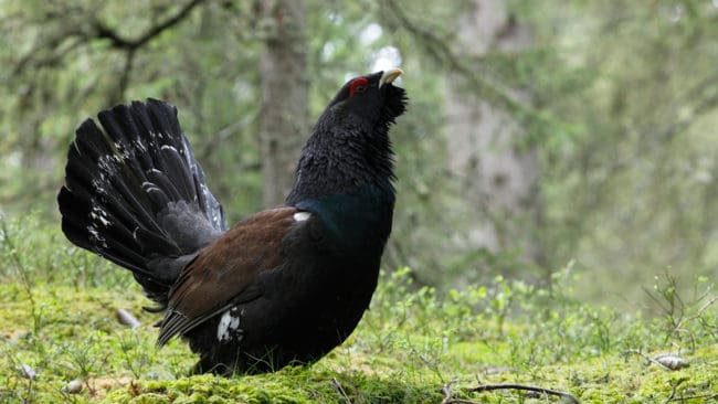 Tjäder och orre ska exporteras till Tyskland för att återinföras i den tyska naturen.