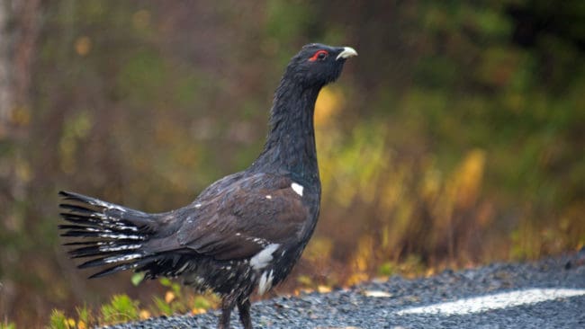 Tingsrätten anser att de norska jägarna har jagat tjäder från bilen.