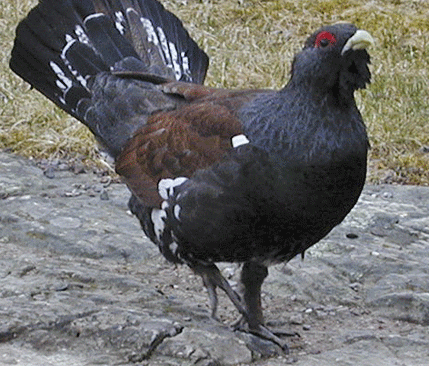 Tjädern får sina spelplatser förstörda av skogsjätten SCA.