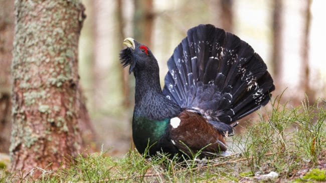 Norrmannen var med på sin tredje jakt, den första i Sverige. Själv hävdar han att han hade kört vilse då han sköt tjädern – något som rätten inte fann motbevisat.