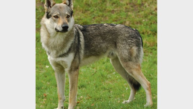 En värmlänning föder upp hybrider mellan schäfer och varg. Bilden visar en tjeckisk varghund, som också är en hybrid mellan just schäfer och varg.