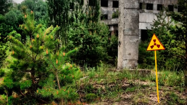 Området kring Tjernobyl vimlar av vilt och en studie visar att det kan finnas större stammar nu än innan kärnkraftsolyckan.