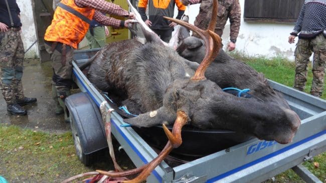 Älgarna fälldes, flåddes och hängdes upp i slakteriet förra helgen. (arkivbild)