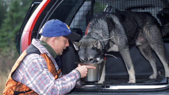 Törstig jämte. Nu när säsongen för löshundsjakt börjar gäller det att se till att jakthundarna inte blir överhettade.
