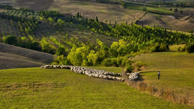 Toscanas regionsregering vill att det ska skjutas 26 vargar i regionen, eftersom tamdjursägare får utstå många angrepp av varg.