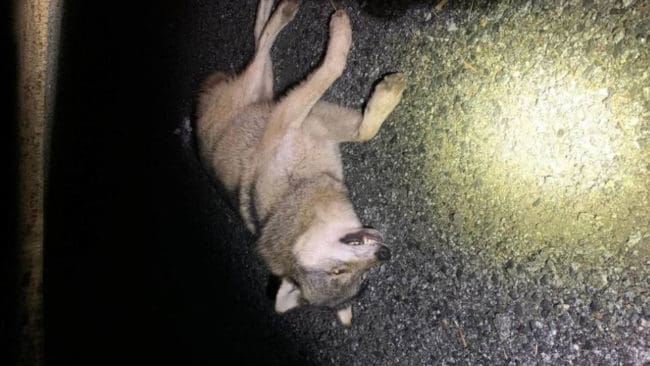 Den trafikdödade vargen kan vara en fjolårsvalp som nyligen började röra på sig.