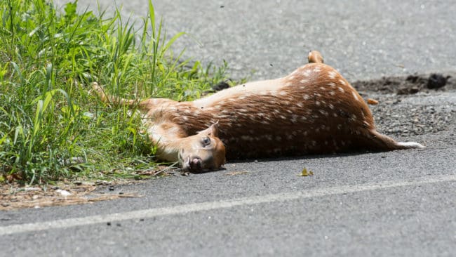 Det blir allt vanligare att bilister stjäl trafikdödat vilt, enligt Kalmarpolisen.