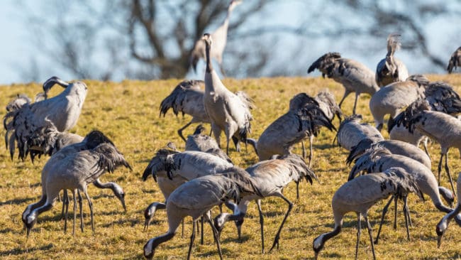Den ena markägaren har haft problem i flera år med relativt stora tranflockar.