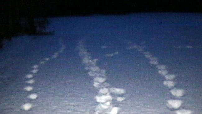 Länsstyrelsens besiktningsman spårade tre vargar 4,3 kilometer.