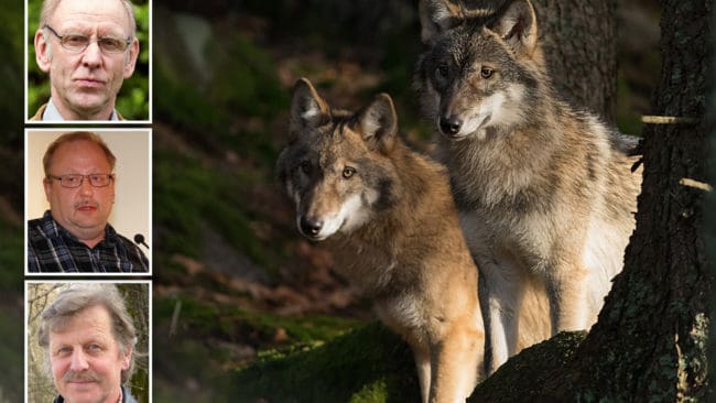 Företrädare för Jägarnas Riksförbund rasar mot beslutet om licensjakt på endast 22 vargar i januari. Från ovan: Henrik Tågmark, Bengt Larsson och Conny Johansson.