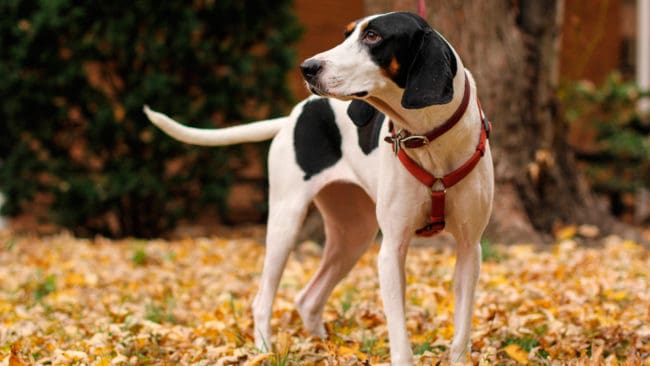 Treeing walker coonhound är en jakthundsras som träar vilt som puma och kan bli intressant bland annat för jakt på lodjur i Sverige.