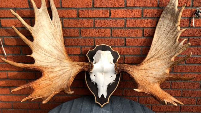 Septemberjakten på älg utanför Sundsvall resulterade i att det fälldes en 24-taggare. Troféhornet hamnade långt över guldgränsen.