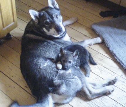Jämthunden Tuss för cirka ett år sedan. Tuss gillade valpar och visade aldrig tendenser att gå på boskap eller hästar, enligt husse. Av någon anledning blev Tuss ändå skjuten när han rymt hemifrån.