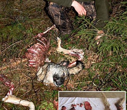 Tv&aring; jakthundar med samma &ouml;de. Mikael Karlsson fick sin hund Trizze d&ouml;dad och sliten i stycken i l&ouml;rdags. Den inf&auml;llda bilden visar resterna efter basseten Tuva, som gick samma &ouml;de till m&ouml;tes f&ouml;r en knapp m&aring;nad sedan.