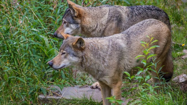 Två vargar promenerade förbi på tomten vid Lena Igemos fritidshus i Valla på måndagsförmiddagen. (Arkivbild)