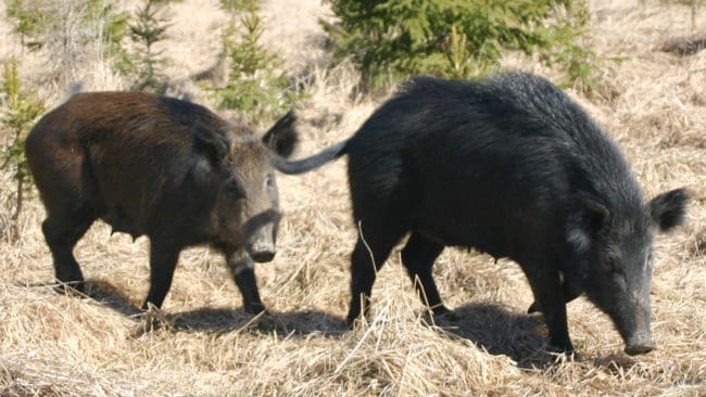 Eftersök på trafikskadade vildsvin bör innebära ersättning till jägarna som gör det svåra och ibland farliga jobbet.