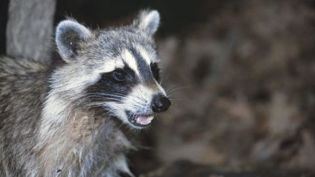 Naturaktivisterna i tyska Naturschutzbund kräver att jägarna i Niedersachsen ska börja jaga de invasiva tvättbjörnarna året runt för att värna småviltet och grodor.
