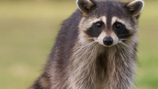 Tvättbjörnar får jagas i det stora naturreservat Röhn i tyska Hessen för att försöka rädda orrarnas ägg.