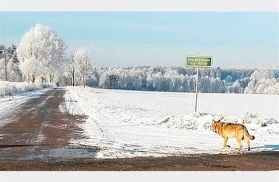 Tyska offentliganställda ska ha fotograferats med vargar vid ett militärt övningsområde. Där ska även den närgångna vargen, kallad Kurti ha befunnit sig.