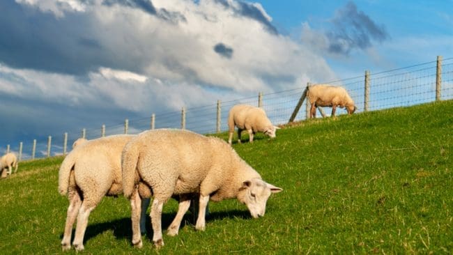 Det var i Askersund som en får ägare fick 26 av sina får vargdödade. Nu har kommunfullmäktige beslutat om att kommunen officiellt är ett vargfritt område.