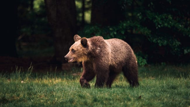 Snabbare björnjakt än tidigare och fler björnar fällda vid kusten tyder på att licenskvoten på 28 björnar för Västerbotten var för snålt tilltagen.