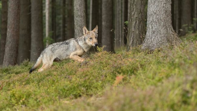Flera vargangrepp har ägt rum under hösten i det område som har pekats ut som Dalarnas vargtomma ”svarta hål”.