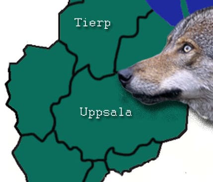 LRF s&auml;ger nej till inplantering av varg i Tierp.
