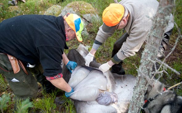 Omtag f&ouml;r &auml;lgjakten. J&auml;garnas Riksf&ouml;rbund (JRF) p&aring;pekar att den nya &auml;lgf&ouml;rvaltningen inte fungerar. I ett utspel till politiker och ber&ouml;rda myndigheter vill JRF bland annat att viltv&aring;rdsomr&aring;den, bildade f&ouml;r gemensam &auml;lgf&ouml;rvaltning p&aring; l&auml;nsstyrelseinitiativ, b&ouml;r avregistreras och uppl&ouml;sas.