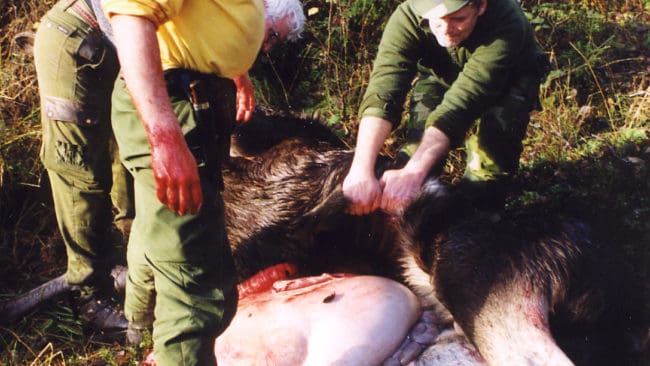 Lagförslaget kan tolkas som att resterna efter urtaget vilt i skogen måste grävas ned. Orimligt, tycker Jägarnas Riksförbund, som kräver överläggningar om det luddiga förslaget.