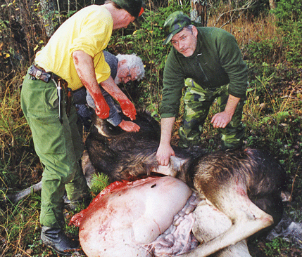 Det är även i fortsättningen tillåtet att låta räntan efter urtagna älgar ligga kvar i skogen.