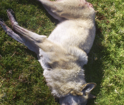 Efter cirka en timme inne i hägnet sköts vargen.