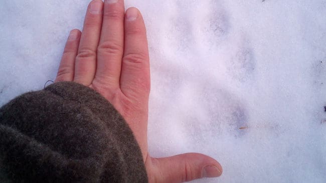 Länsstyrelsen i Västmanland bekräftar att länet har ett nytt vargrevir i Tinäsets naturreservat. Det är ett vargpar, där tiken troligen löper. Jägare runt bland annat Möklinta och Tärnsjö är oroade för löshundsjakten i området.