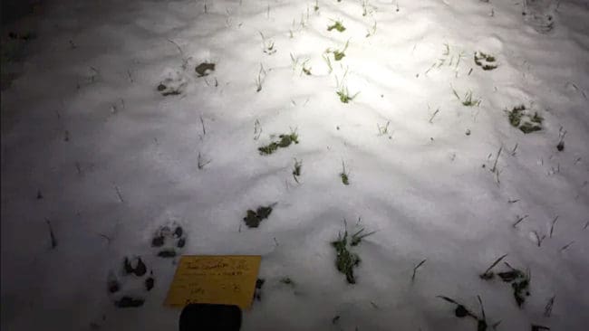 Spåren efter två vargar som går tillsammans i Skåne ger spekulationer om att länet kan få det första vargreviret. Men enligt den ansvarige för Rovdjursföreningen i Skåne är det för lite skog och får många människor, vägar och tamdjur för att ha vargar i länet.