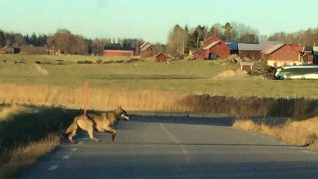 Kärrgångenvarg raskar över vägen. I vargbältet i Mellansverige är det ingen stor sensation med orädda vargar vid bebyggelse och vägar. I Skåne har det blivit större uppståndelse. Länsstyrelsen har gått ut med en uppmaning till allmänheten att sluta ha ”vargsafari”.