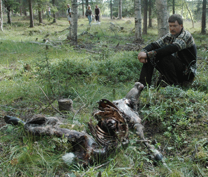 Goth Bertil Johansson vid resterna av vajan som hittades på söndagen. Samma dag tvingades han åka till akuten i Falun på grund av stressen för hur fäboden ska kunna överleva nya attacker.