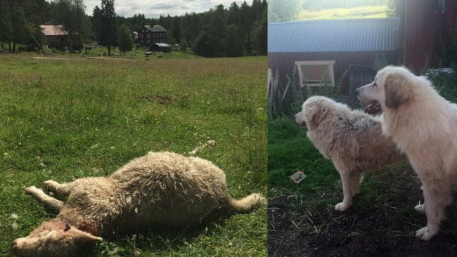 Åtta får strök med vid attacken, trots att de gick i en hage med två boskapsvaktande hundar.
