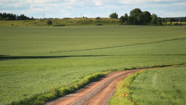 Lantbrukare i Hallands inland drabbas allt hårdare av vildsvin som förstör vallar och betesmarker. LRF kräver krafttag för att minska skadorna. (Arkivbild)